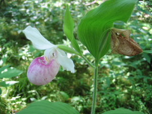 Photo By: Gregory J. Edinger. Photo taken: Jefferson County, NY on 21 June 2012